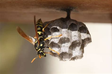 wasps in the house